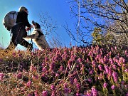 28 Erica in fiore sul sentiero